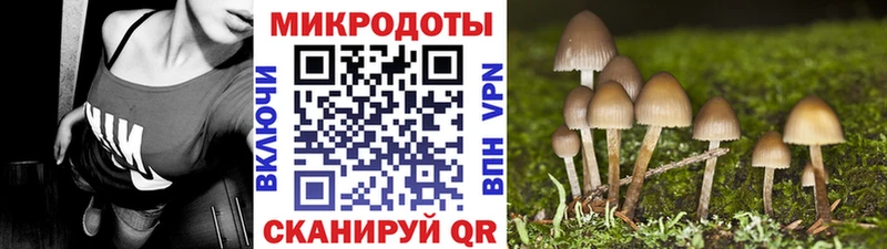 Псилоцибиновые грибы Psilocybe  что такое   Нестеров 